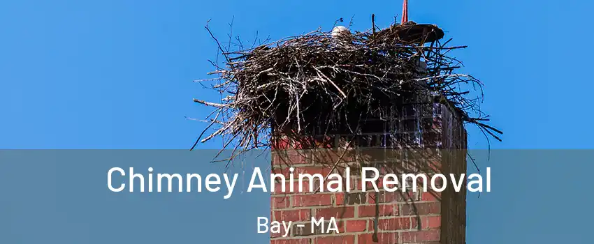 Chimney Animal Removal Bay - MA