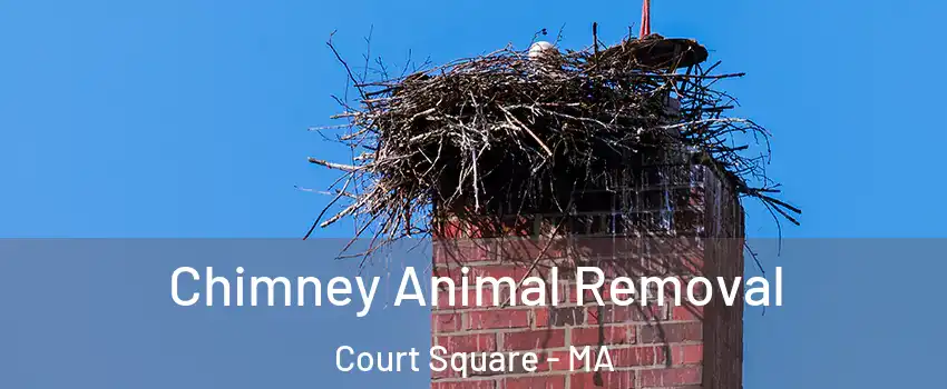 Chimney Animal Removal Court Square - MA