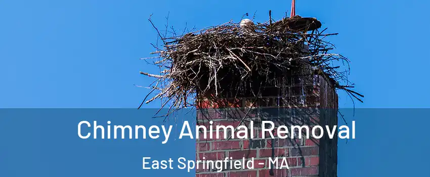 Chimney Animal Removal East Springfield - MA