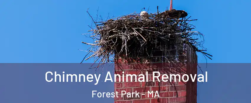 Chimney Animal Removal Forest Park - MA