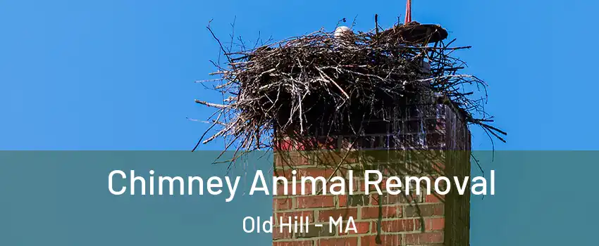 Chimney Animal Removal Old Hill - MA
