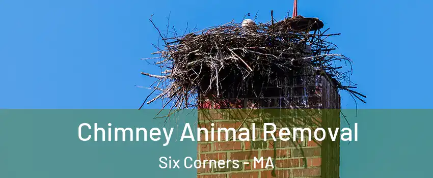 Chimney Animal Removal Six Corners - MA