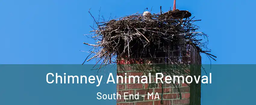 Chimney Animal Removal South End - MA