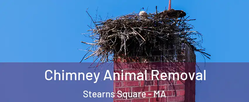 Chimney Animal Removal Stearns Square - MA