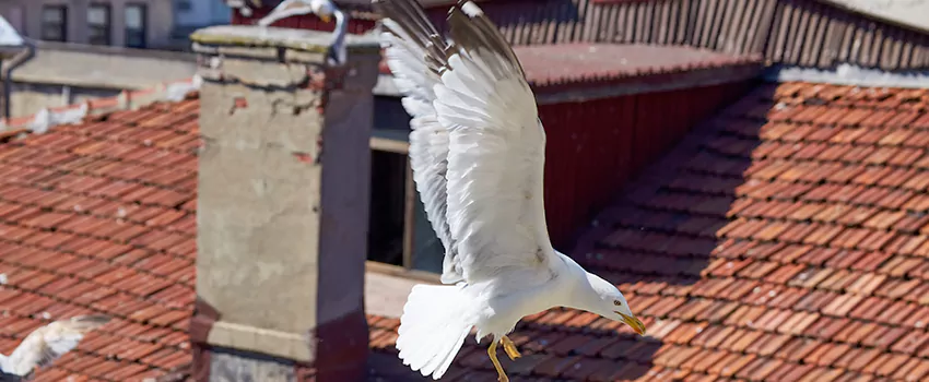 Residential Chimney Animal Removal Solution in Pine Point, MA